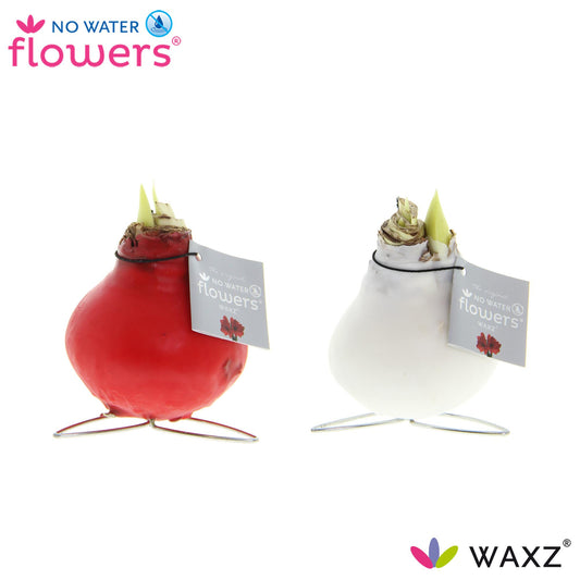 No Water Flowers Waxz Kolibri Mix - 2 Stücke - Ø7 cm - ↕15 cm