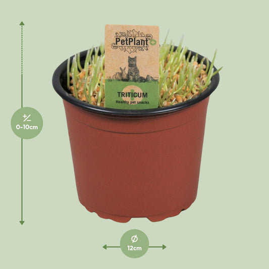 Triticum. Kattegras PetPlant - Ø12cm - ↕10cm
