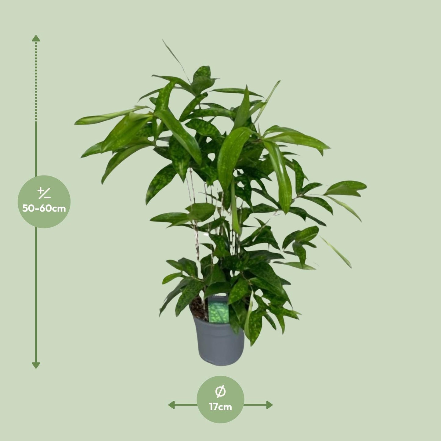 Dracaena Surculosa - Ø17cm - ↕60cm