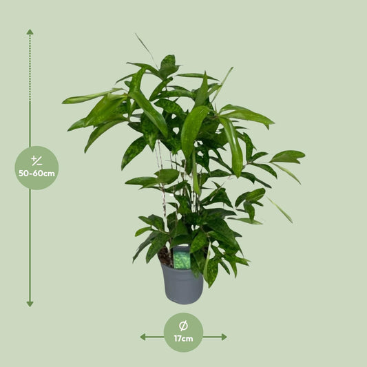 Dracaena Surculosa - Ø17cm - ↕60cm