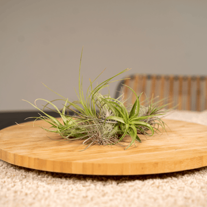Everspring - Tillandsia Air mix - 10 StÃ¼ck - 6 cm - ø6
