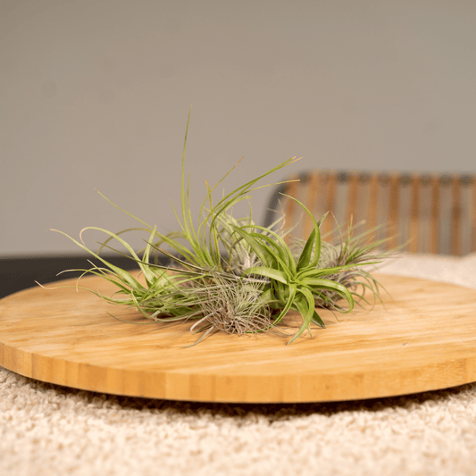 Everspring - Tillandsia Air mix - 10 StÃ¼ck - 6 cm - ø6