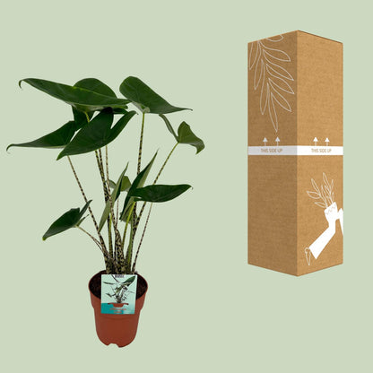 Alocasia Zebrina - Elefantenohr - Ø19cm - ↕75cm