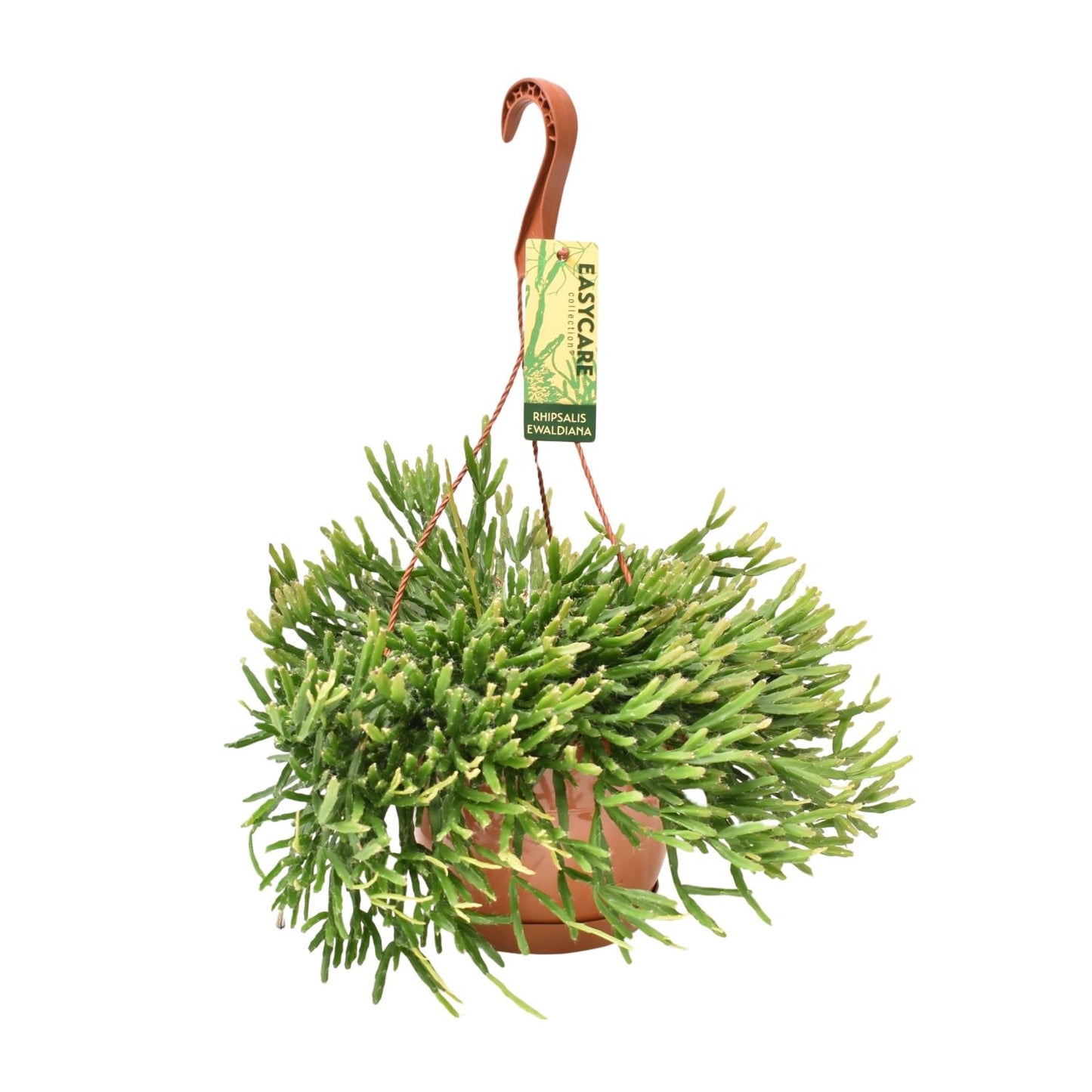 Rhipsalis Ewaldiana - Ø17cm - ↕40cm