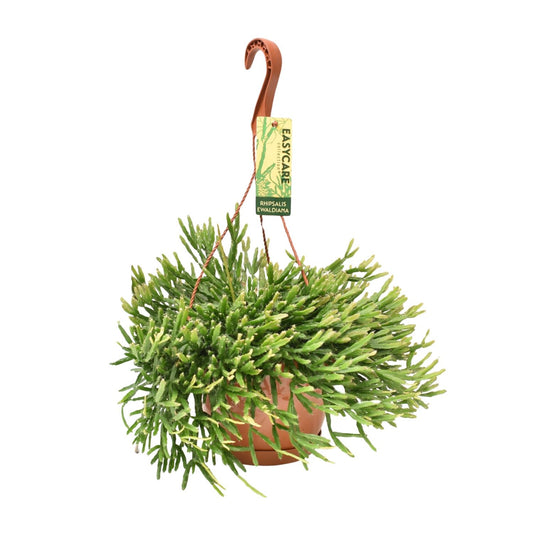 Rhipsalis Ewaldiana - Ø17cm - ↕40cm