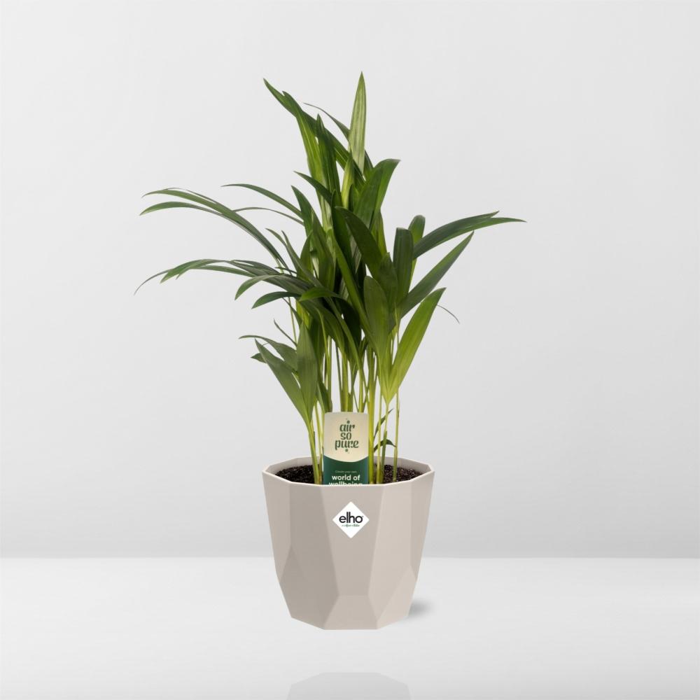 Dypsis Lutescens (Areca) 12cm in ELHO b.for rock 14 cm warm grey