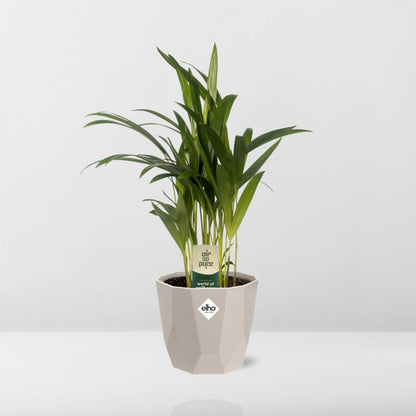 Dypsis Lutescens (Areca) 12cm in ELHO b.for rock 14 cm warm grey
