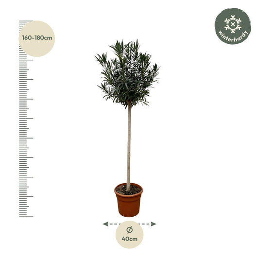 Oleander Stämmchen Weiß 170 cm – Mediterrane Kübelpflanze