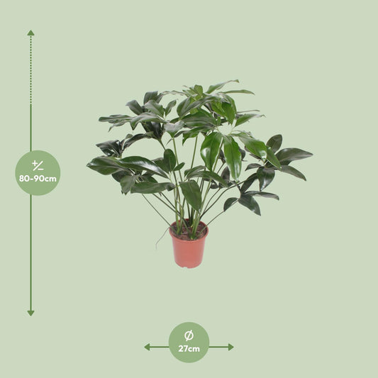 Philodendron Green Wonder - Ø27cm - ↕90cm