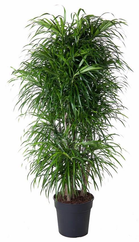 Drachenbaum Anita 160 cm – Elegante, pflegeleichte Zimmerpflanze