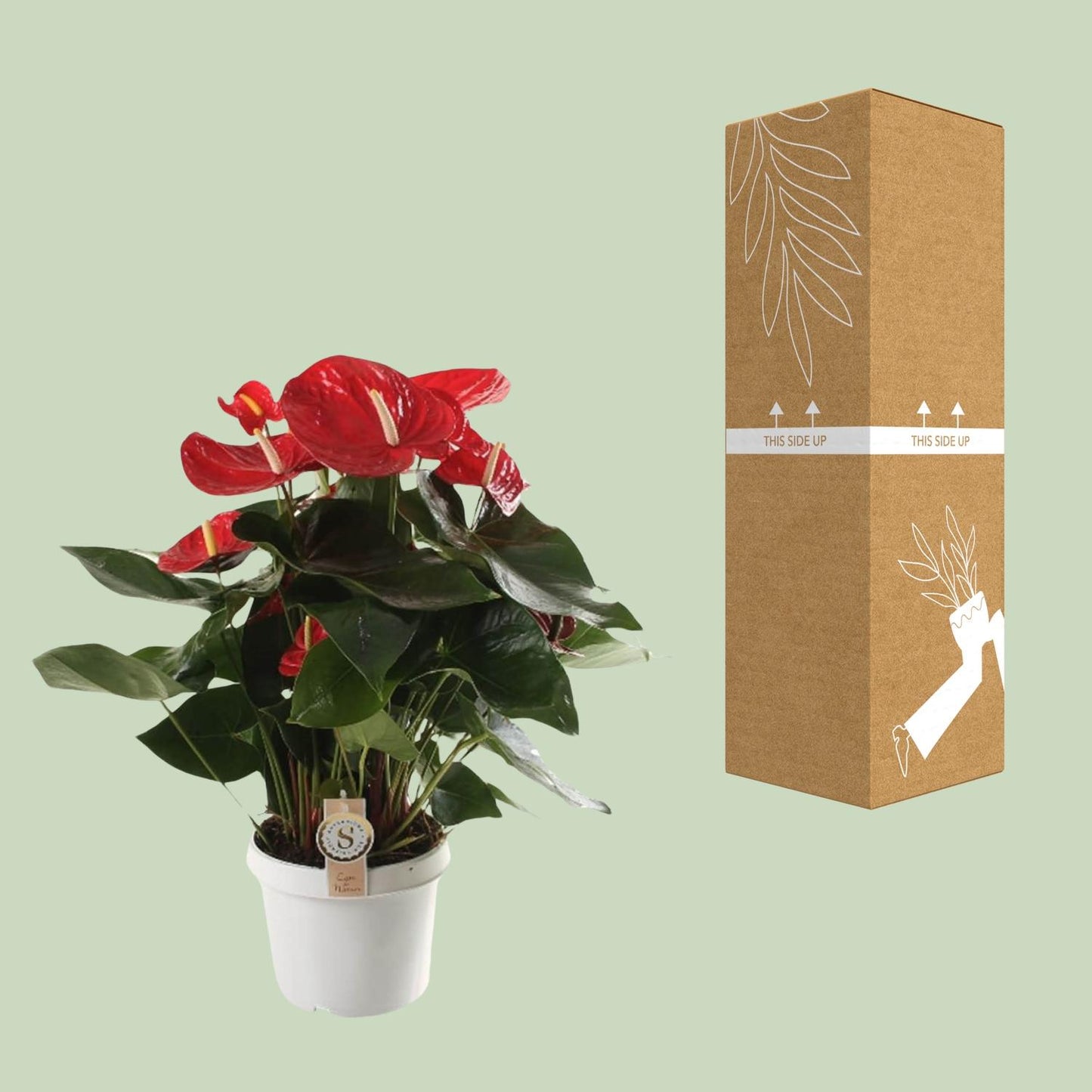 Anthurium Red Champion - Ø21cm - ↕65cm