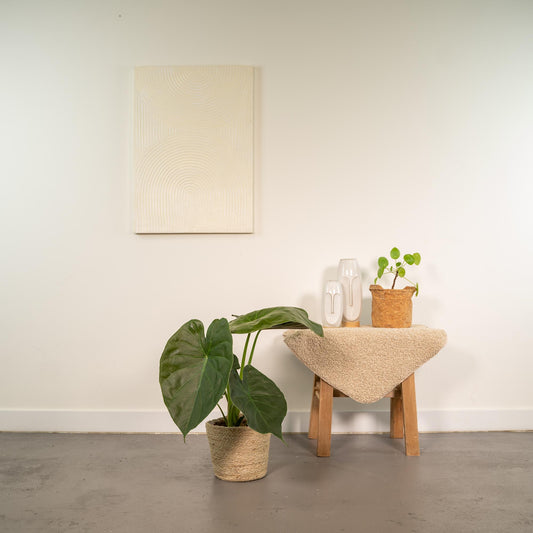 Alocasia Wentii - Ø19cm - ↕65cm + Korb Selin