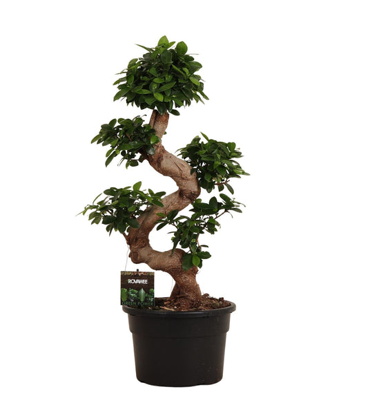 Ficus Ginseng 80 cm – Stilvoller Zimmerbonsai