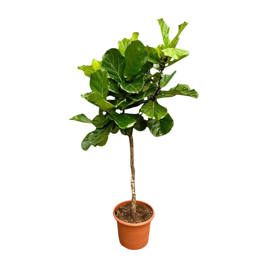 Geigenfeige XXL – 200 cm – Ficus Lyrata Zimmerpflanze