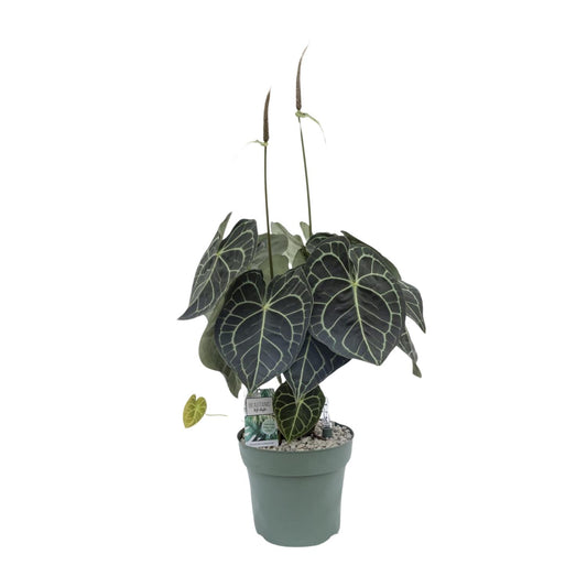 Anturium Clarinervium - Ø30cm - ↕80cm