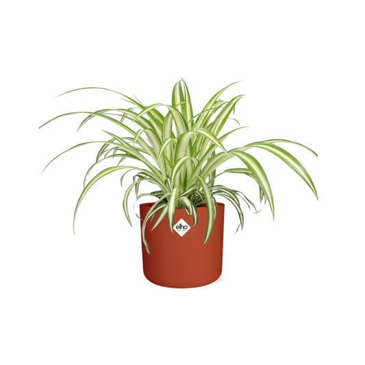 Chlorophytum Comosum Variegatum in ELHO b.for soft rond 14cm brique