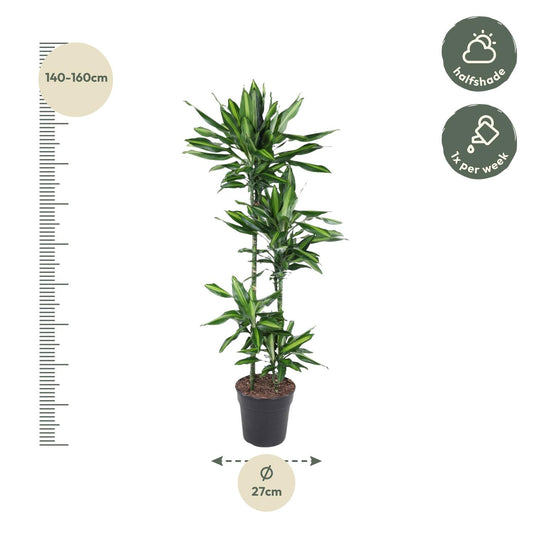 Drachenbaum Cintho – Stilvolle Zimmerpflanze 150 cm