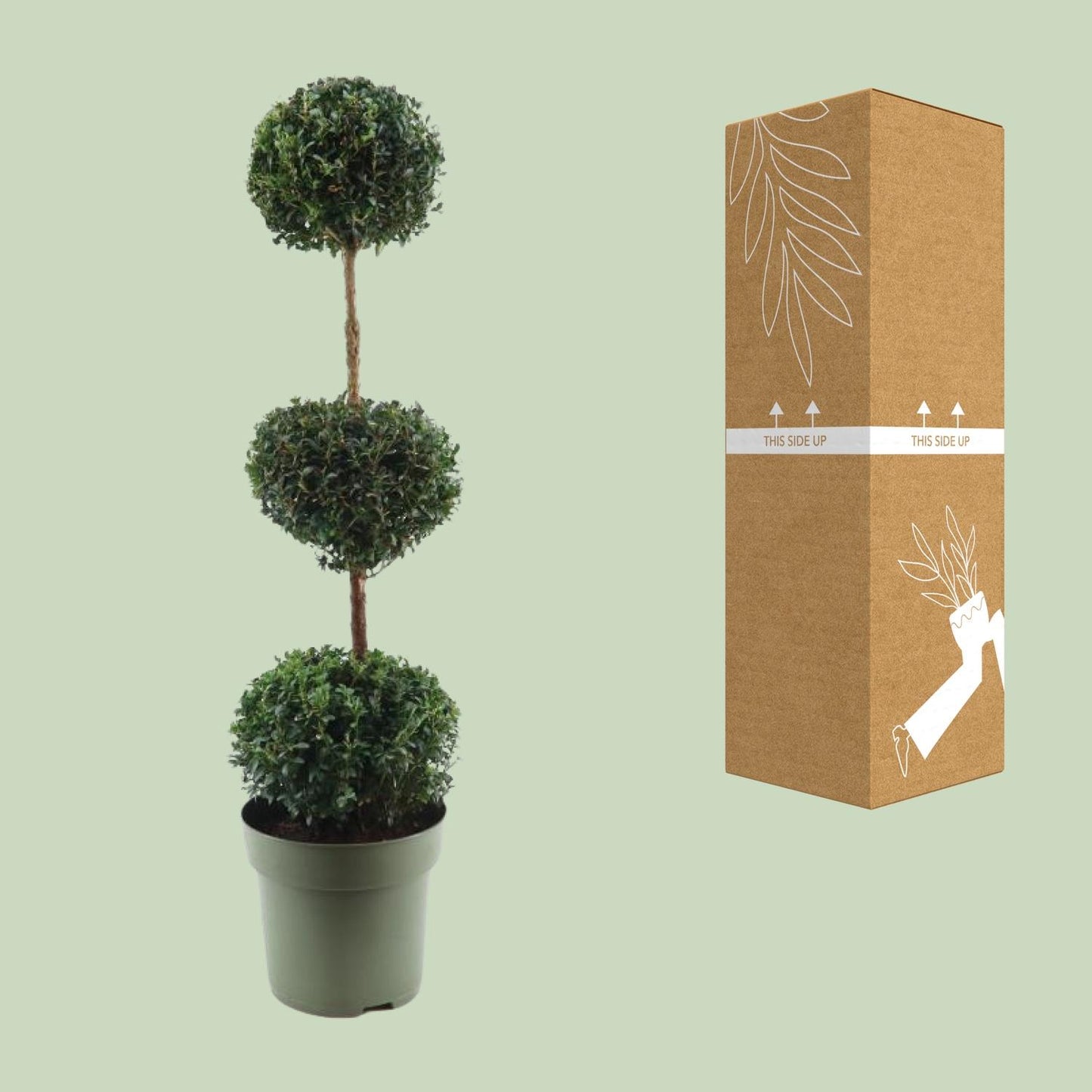 Buxus Semp. Trio-Ball - Ø27cm - ↕110cm