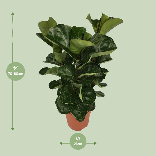 Ficus Lyrata - Ø21cm - ↕80cm