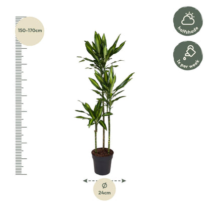 Drachenbaum Cintho – Stilvolle, pflegeleichte Zimmerpflanze 160 cm
