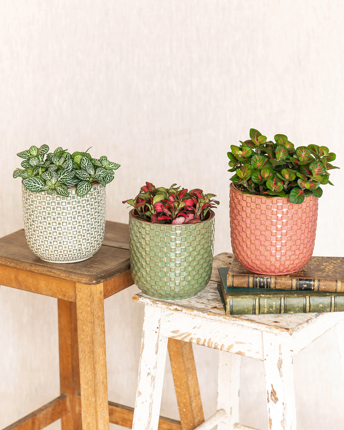 Fittonia