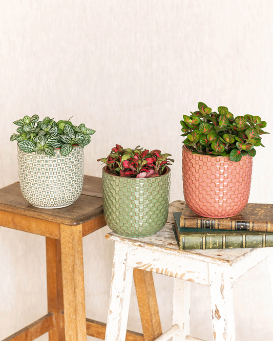 Fittonia