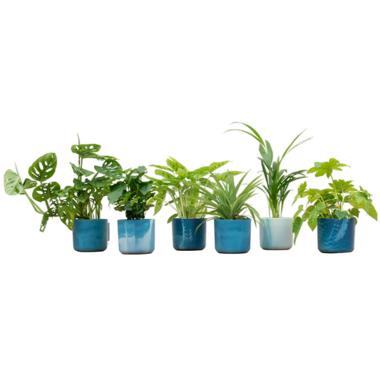 Zimmerpflanzen Überraschungsbox mit 6 pflegeleichten Pflanzen & Topf Ø14 cm
