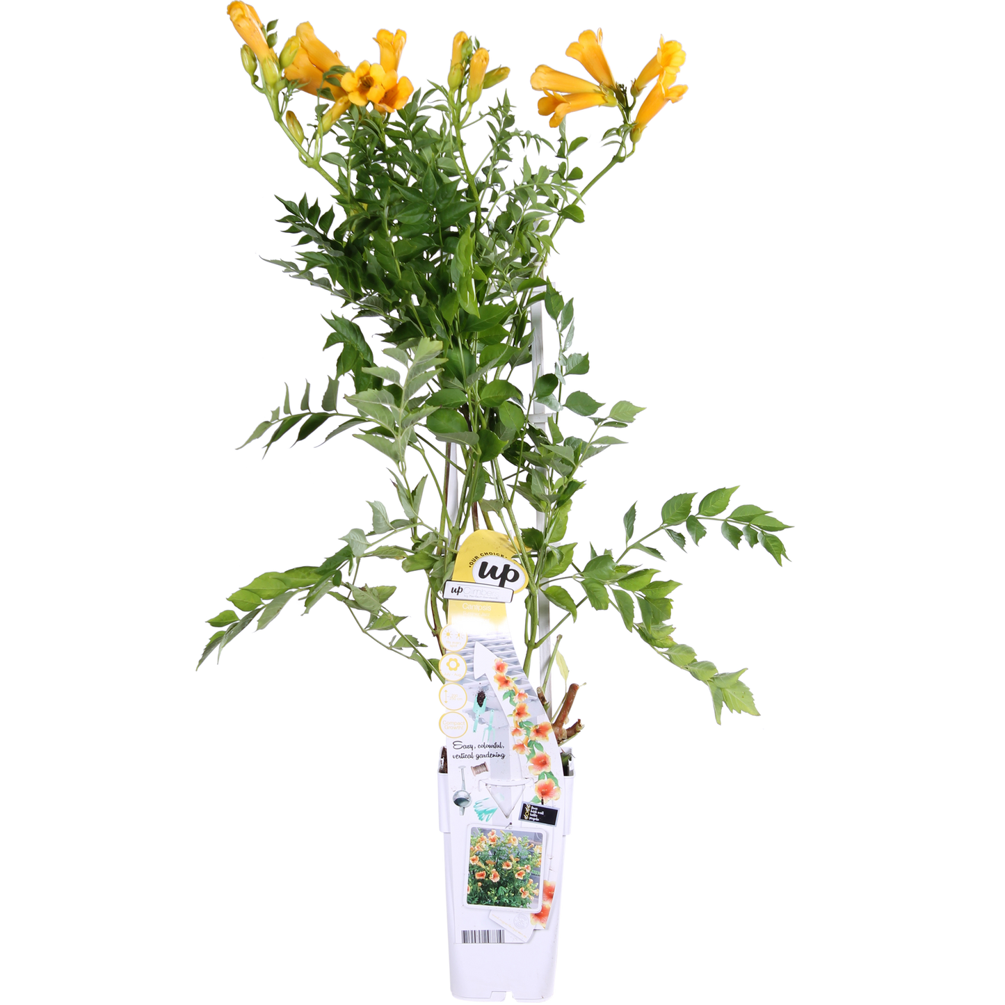 Campsis Summer Jazz 'Gold Trumpet' - Trompetenblume Gelb- Ø15cm - ↕65cm