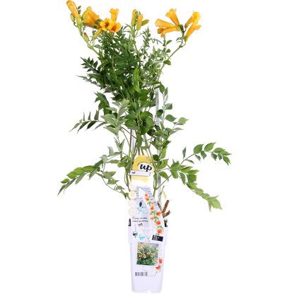 Campsis Summer Jazz 'Gold Trumpet' - Trompetenblume Gelb- Ø15cm - ↕65cm