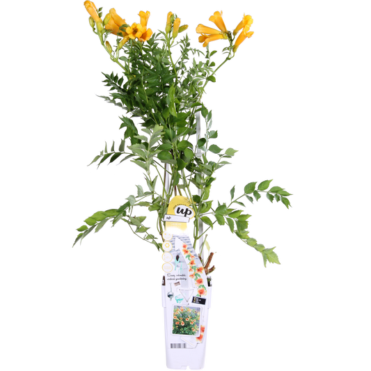 Campsis Summer Jazz 'Gold Trumpet' - Trompetenblume Gelb- Ø15cm - ↕65cm