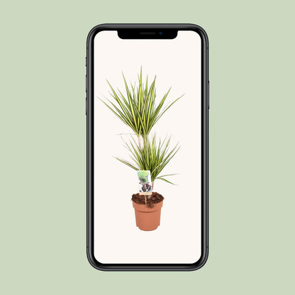 Dracaena Sunray - Ø17cm - ↕70cm