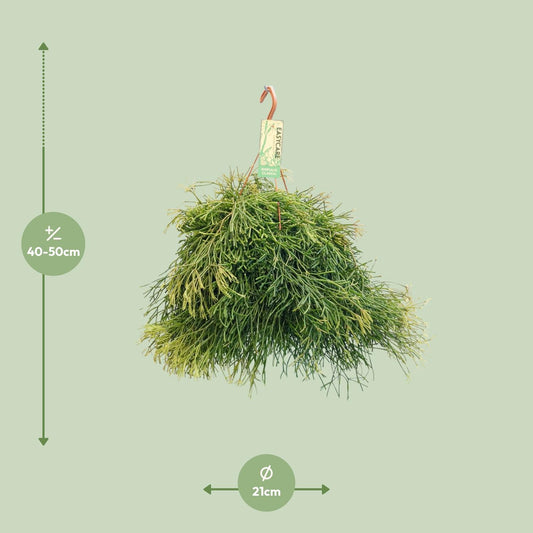 Rhipsalis Clavata - Ø21cm - ↕50cm