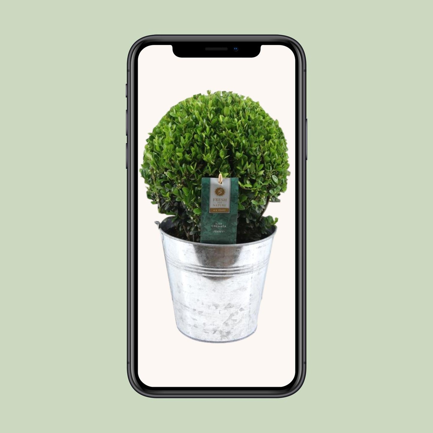 Ilex Crenata 'Jenny'® Ball Ø20cm P17 In Zinc Old-Look - Ø19cm - ↕40cm