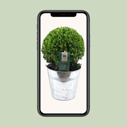 Ilex Crenata 'Jenny'® Ball Ø20cm P17 In Zinc Old-Look - Ø19cm - ↕40cm