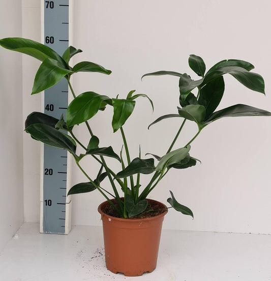 Philodendron Green Wonder