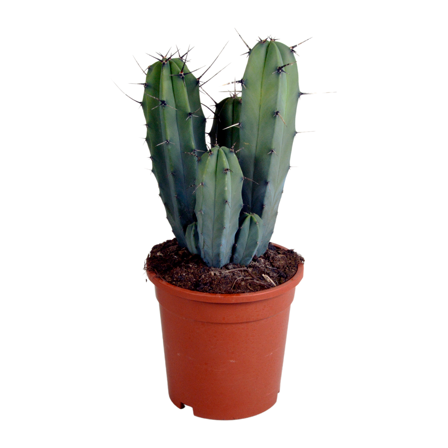 Blaubärchenkaktus 17 cm – Moderner Säulenkaktus für Zuhause