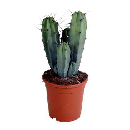 Blaubärchenkaktus 17 cm – Moderner Säulenkaktus für Zuhause
