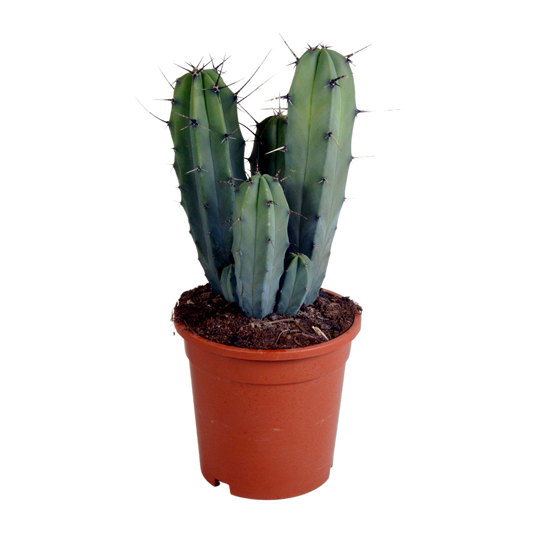Blaubärchenkaktus 17 cm – Moderner Säulenkaktus für Zuhause