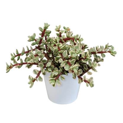 Speckbaum Variegata – Panaschierte pflegeleichte Sukkulente