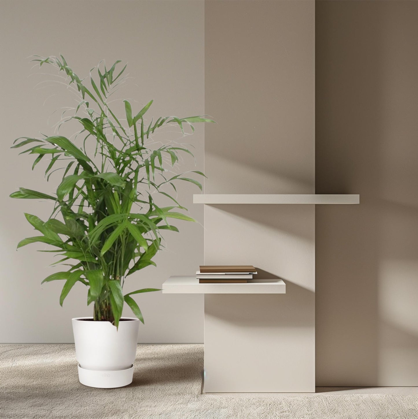 Bambuspalme Seifrizii – 140 cm tropisches Flair