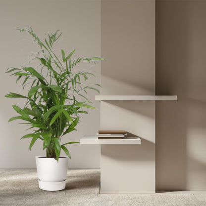 Bambuspalme Seifrizii – 140 cm tropisches Flair