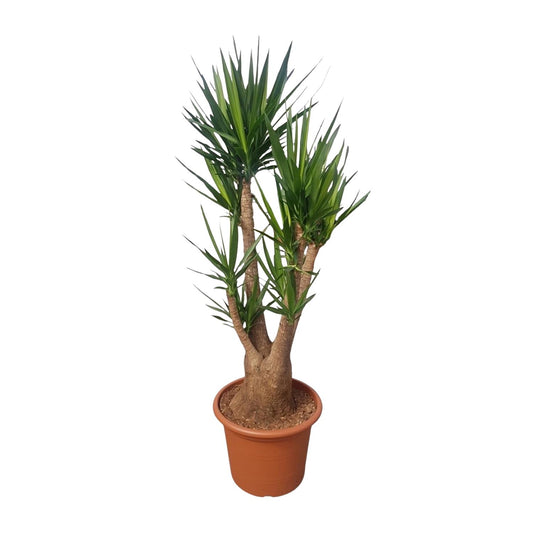 Yucca Palme verzweigt – 190 cm – Elefantenfuß Zimmerpflanze