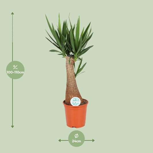 Yucca - Ø24cm - ↕105cm