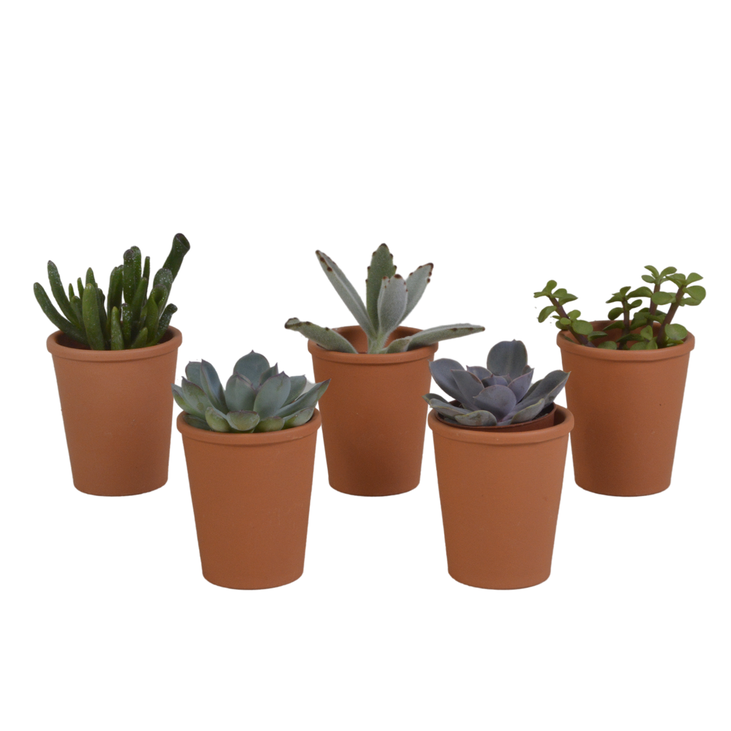 Vetplanten-Mischung 5,5 cm - 5x - in terracotta pot