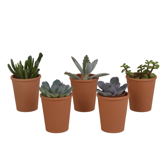 Vetplanten-Mischung 5,5 cm - 5x - in terracotta pot