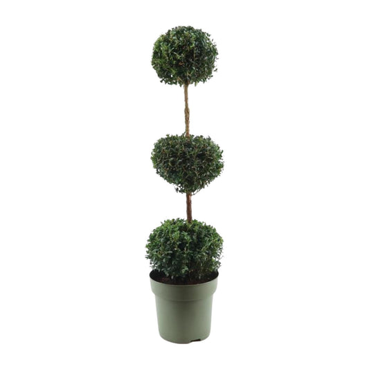 Buxus Semp. Trio-Ball - Ø27cm - ↕110cm