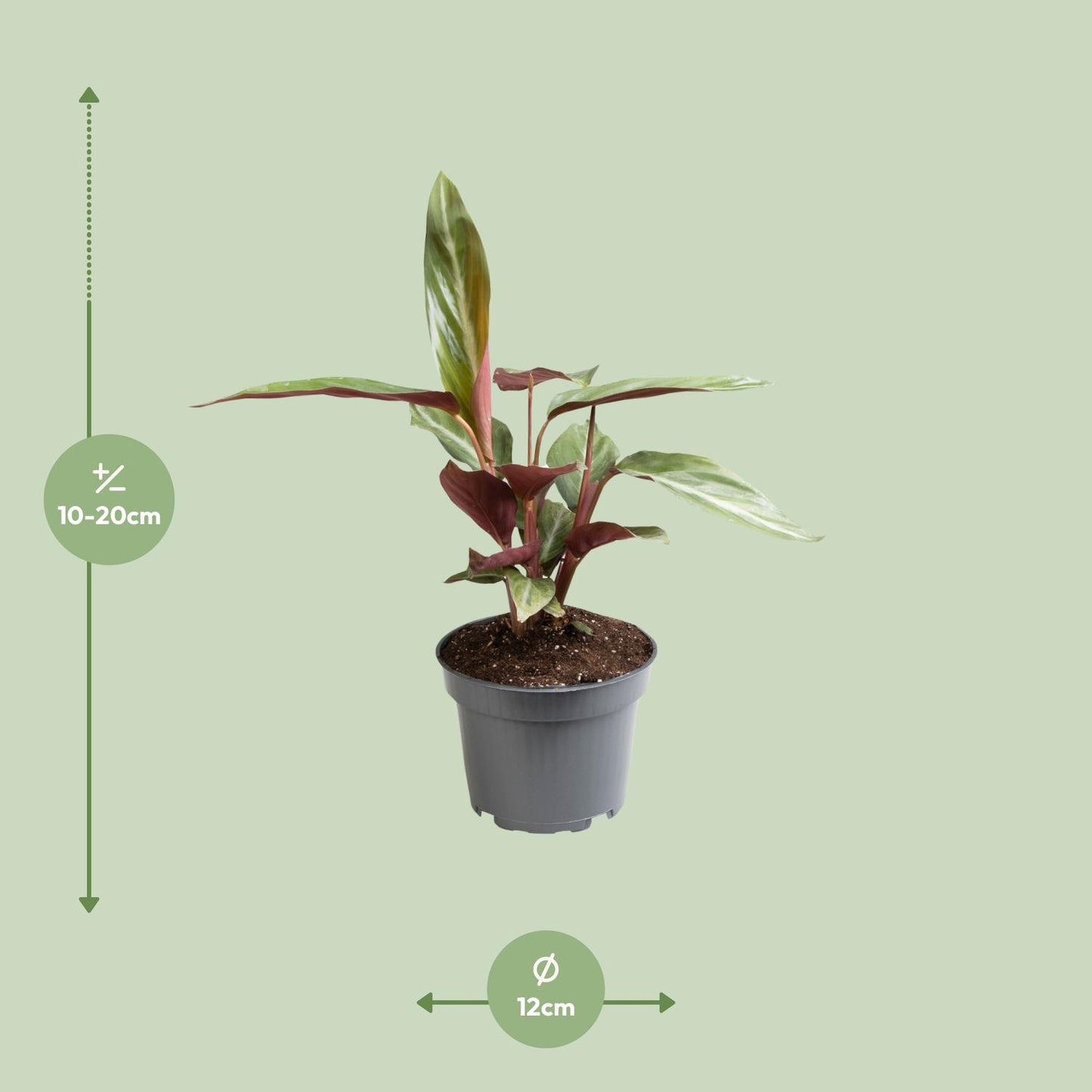 Stromanthe Sanguinea - Ø12cm - ↕18cm