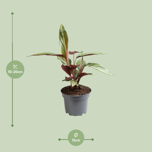 Stromanthe Sanguinea - Ø12cm - ↕18cm