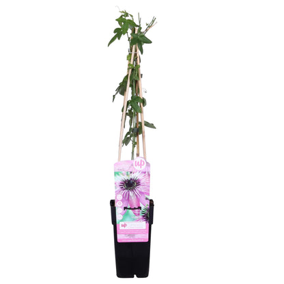 Passiflora Violett 'Purple Haze' - Ø15cm - ↕65cm