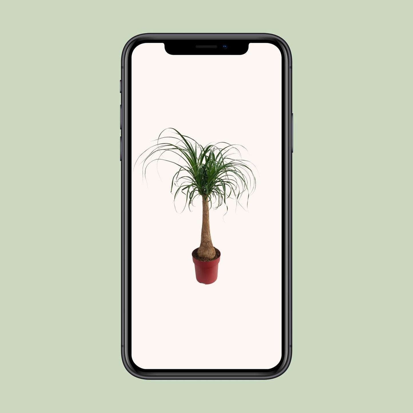 Beaucarnea "Maya Palm" Stam P27 - Ø27cm - ↕110cm
